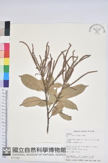 子彈石櫟、柯藏品圖，第1張