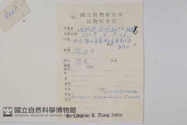 華西忍冬藏品圖，第2張