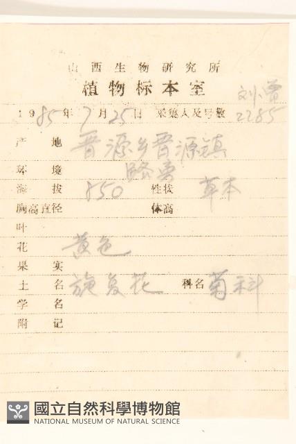 旋覆花藏品圖，第2張