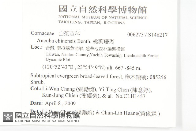 桃葉珊瑚藏品圖，第2張