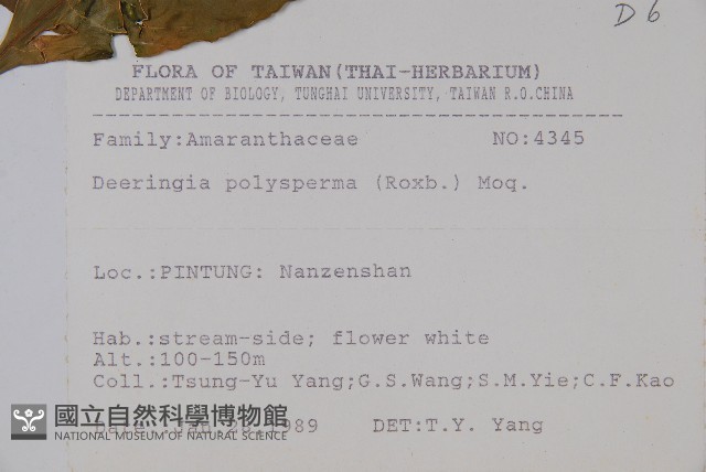 多子漿果莧藏品圖，第2張
