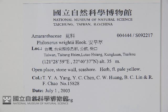 安旱草藏品圖，第2張