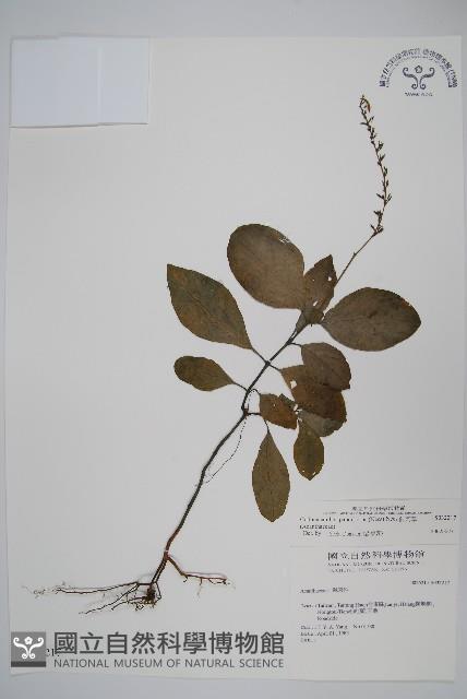 針刺草藏品圖，第1張