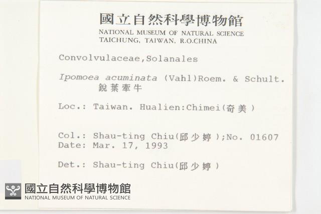 銳葉牽牛藏品圖，第2張