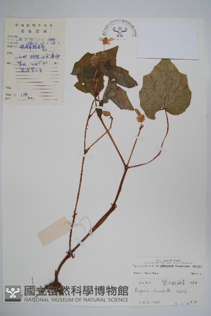 裂葉秋海棠藏品圖，第1張