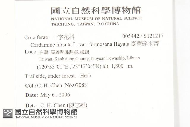 臺灣碎米薺藏品圖，第2張