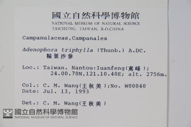 輪葉沙參藏品圖，第2張