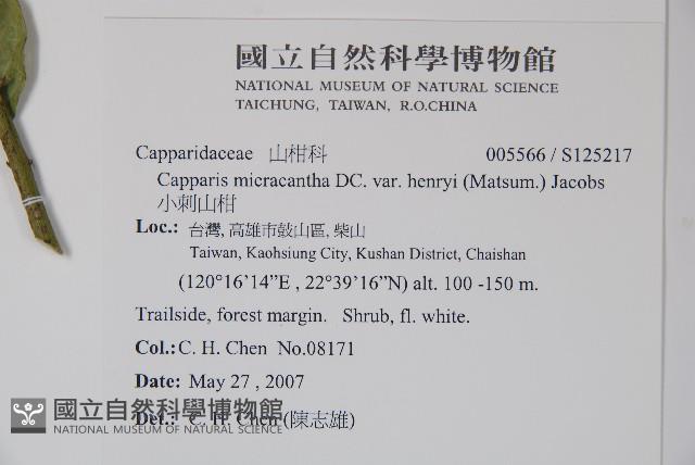 小刺山柑藏品圖，第2張