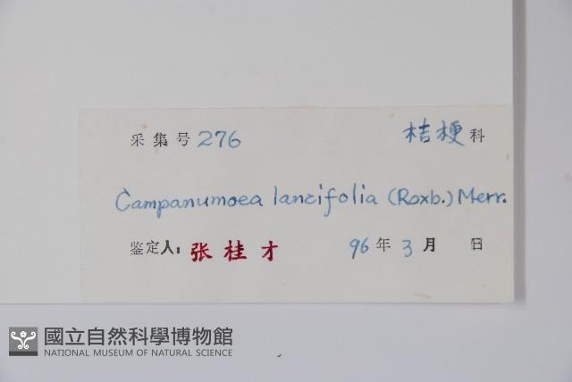 臺灣土黨參藏品圖，第2張