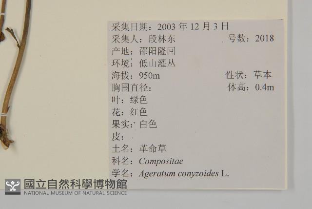 霍香薊藏品圖，第2張