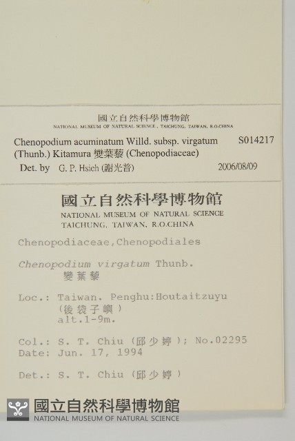 變葉藜藏品圖，第2張