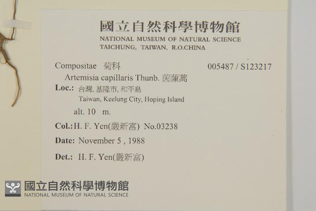 茵蔯蒿藏品圖，第2張