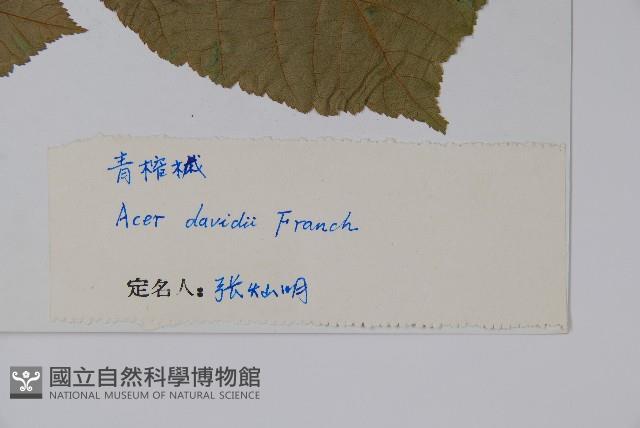 青榨槭藏品圖，第2張