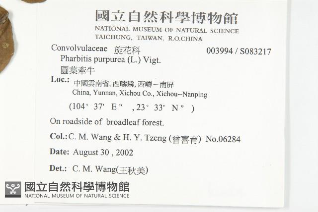 圓葉牽牛藏品圖，第2張