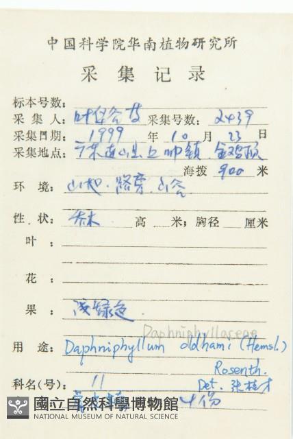 俄氏虎皮楠、蘭嶼虎皮楠、虎皮楠藏品圖，第2張