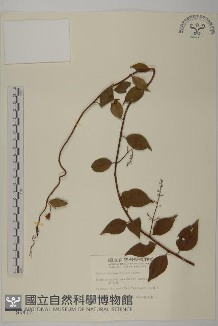 雷公藤藏品圖，第1張