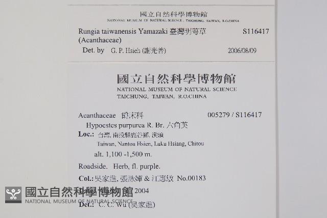 臺灣明萼草藏品圖，第2張