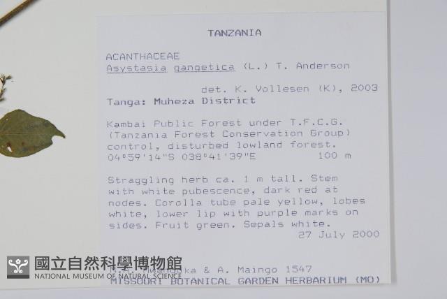 赤道櫻草藏品圖，第2張