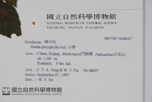 白樺、粉樺、臭樺藏品圖，第2張