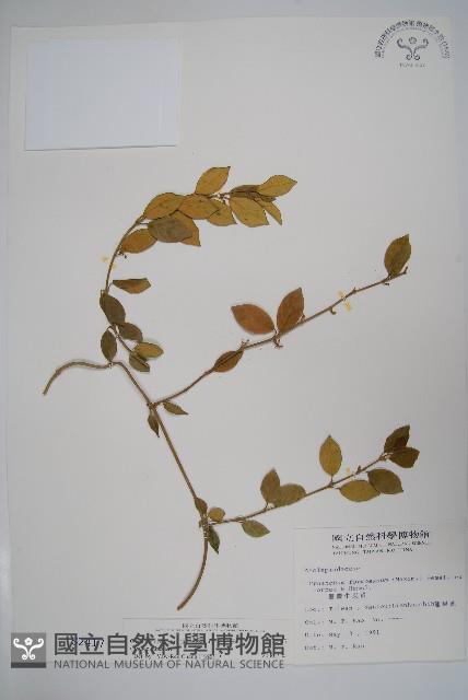 武靴藤藏品圖，第1張