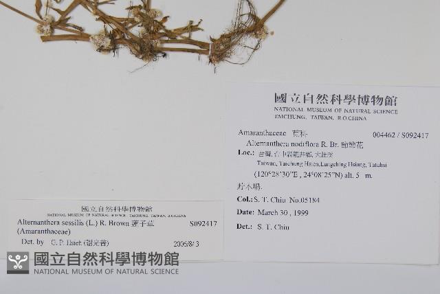 蓮子草藏品圖，第2張