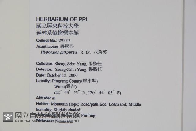 六角英, 槍刀菜藏品圖，第2張