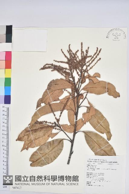 三斗石櫟藏品圖，第1張