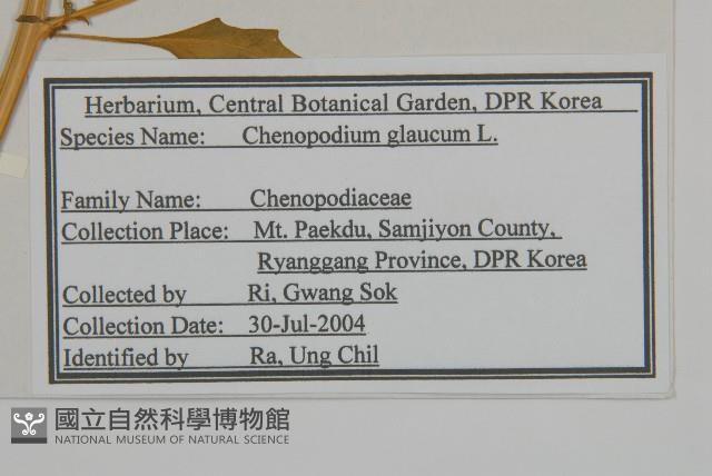 灰綠藜藏品圖，第2張