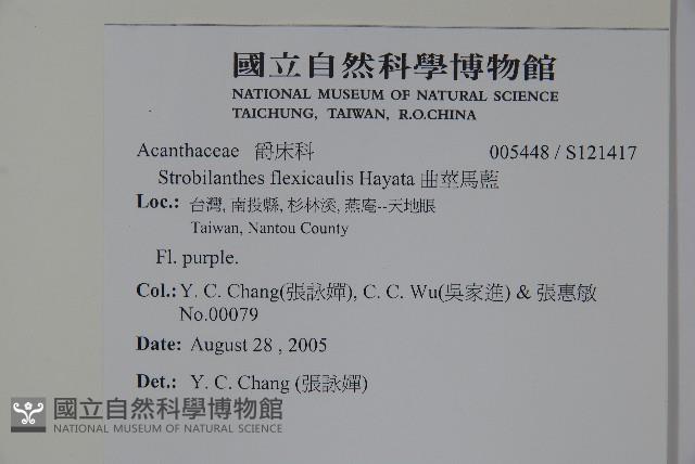 曲莖馬藍藏品圖，第2張