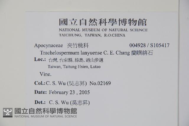 蘭嶼絡石藏品圖，第2張