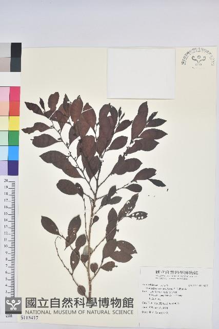 細葉饅頭果藏品圖，第1張