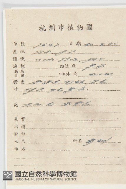 黃鵪菜藏品圖，第2張