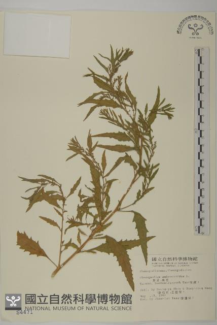 克非亞草藏品圖，第1張