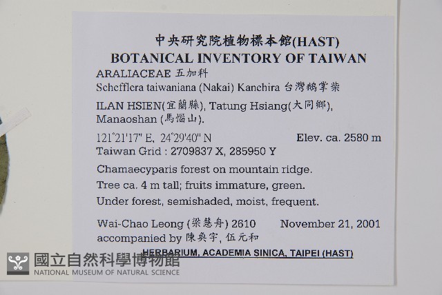 臺灣鵝掌柴藏品圖，第2張