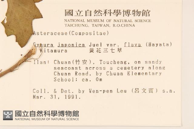 黃花三七草藏品圖，第2張