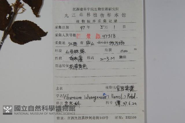 宜昌莢迷藏品圖，第2張