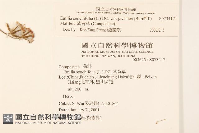 紫背草藏品圖，第2張