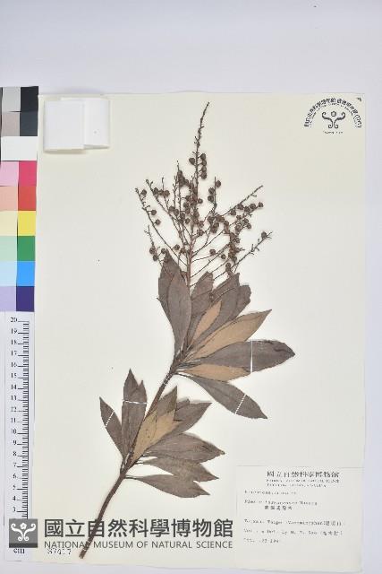 臺灣馬醉木藏品圖，第1張