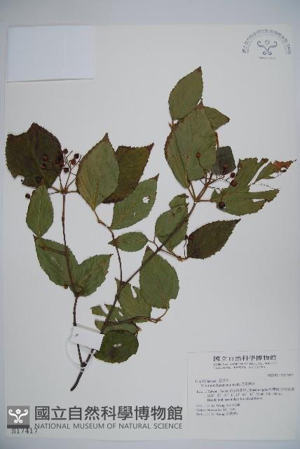 呂宋莢迷藏品圖，第1張