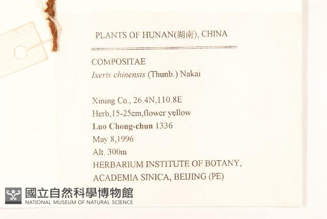 兔仔菜藏品圖，第2張