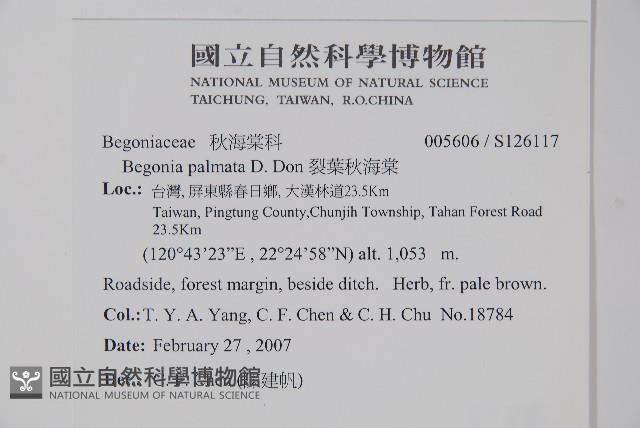 裂葉秋海棠藏品圖，第2張