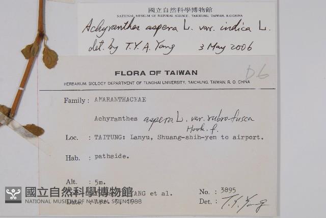 印度牛膝、土牛藤藏品圖，第2張