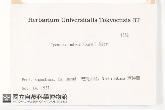 銳葉牽牛藏品圖，第2張