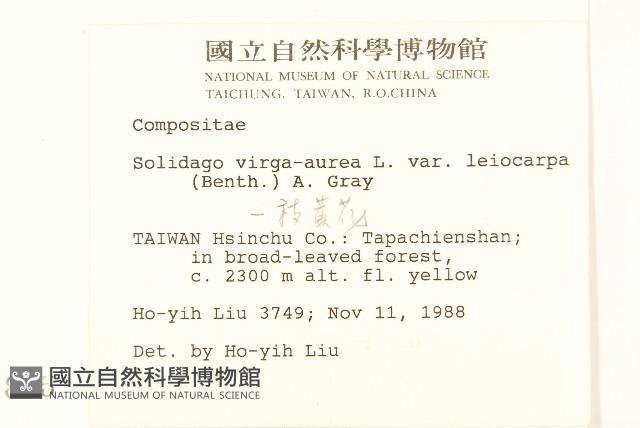 一枝黃花藏品圖，第2張