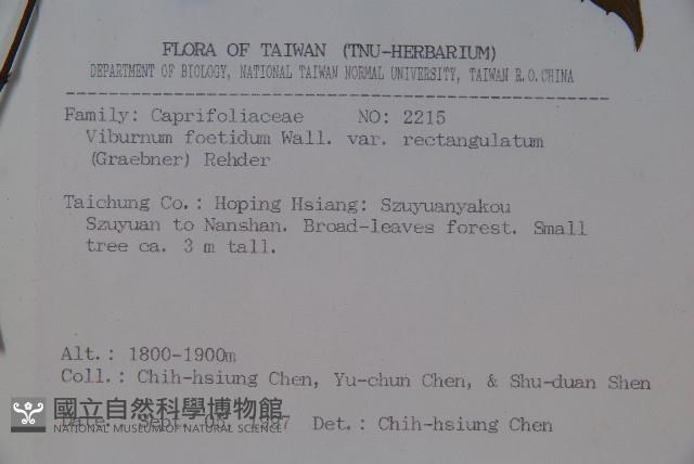 狹葉莢迷藏品圖，第2張