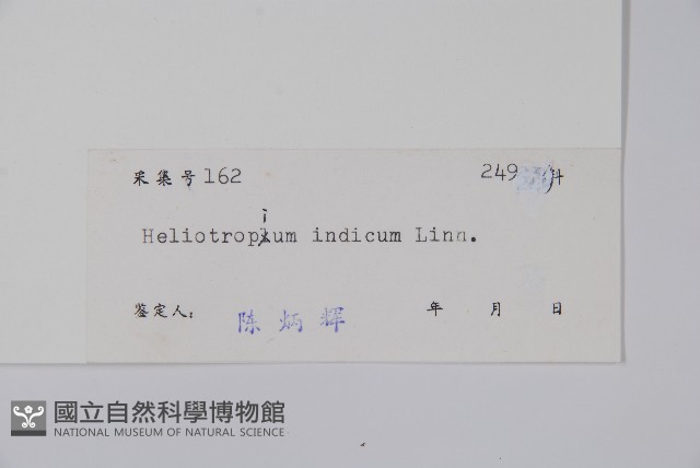 狗尾草藏品圖，第2張
