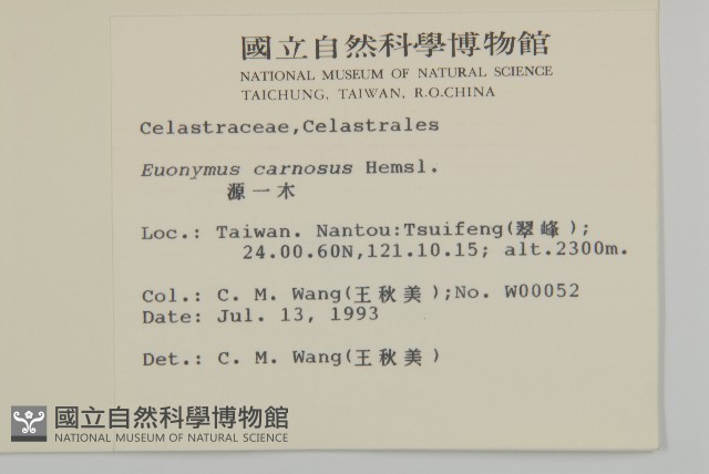 厚葉衛矛, 源一木藏品圖，第2張