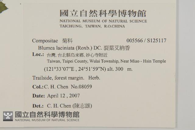 裂葉艾納香藏品圖，第2張