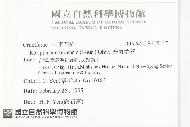 廣東葶藶藏品圖，第2張