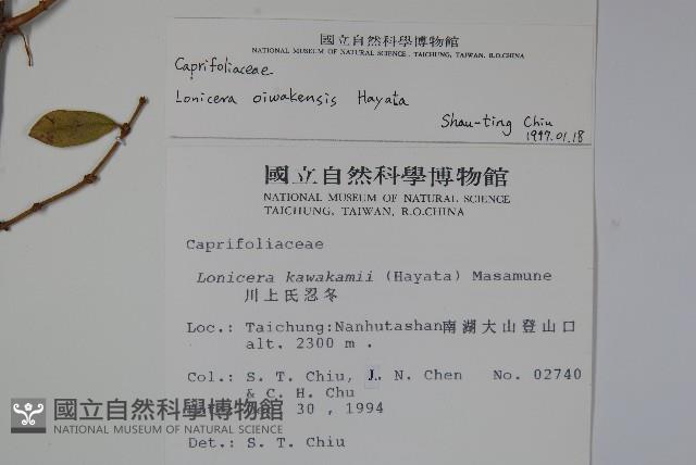 追分忍冬藏品圖，第2張